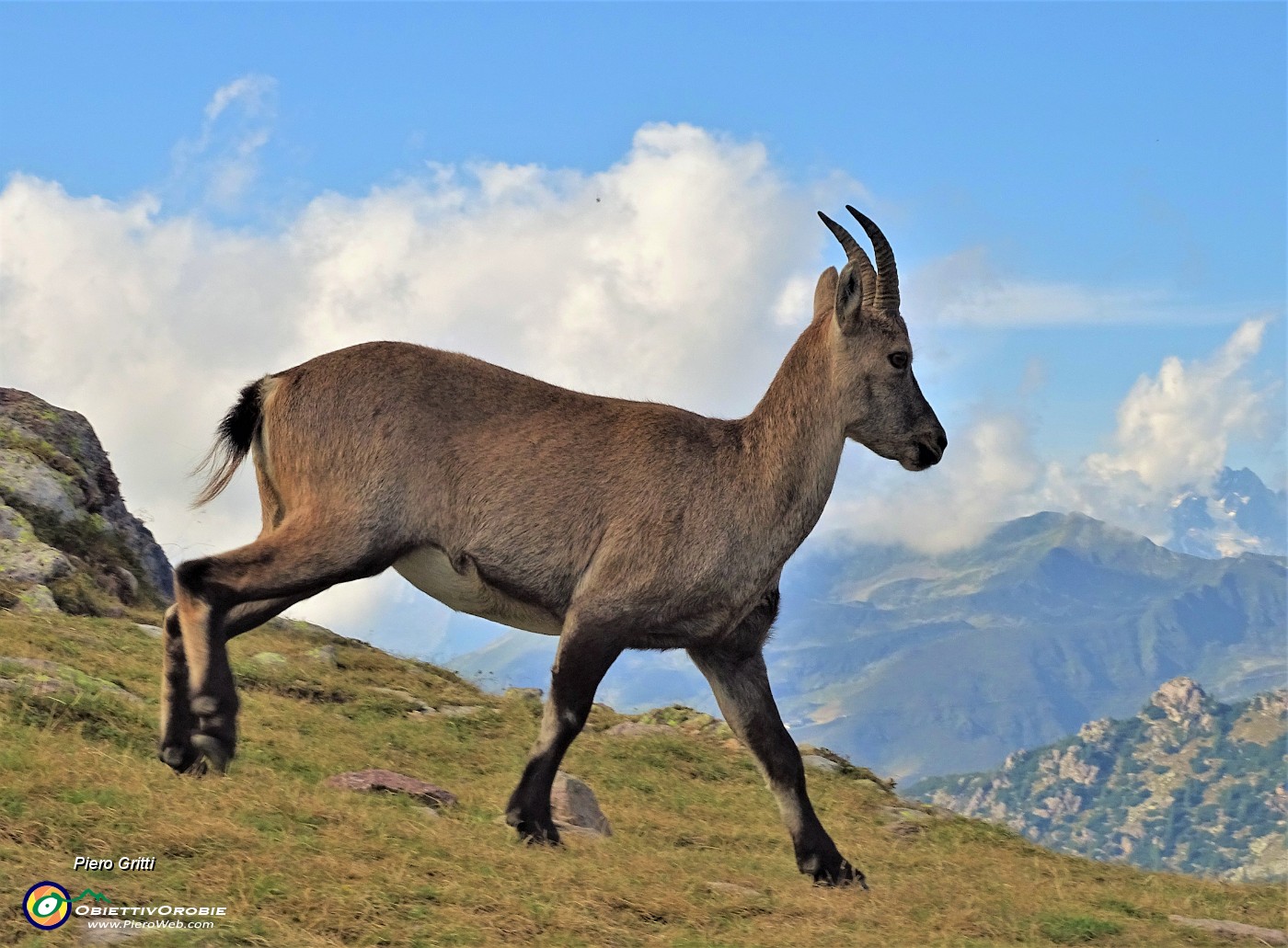 08 Stembecchi al Passo di Mezzeno (2144 m ).JPG